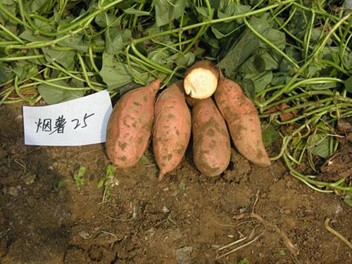 蜜薯(原系号为93－251),红薯种苗