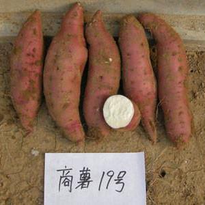 商薯19,红薯苗价格
